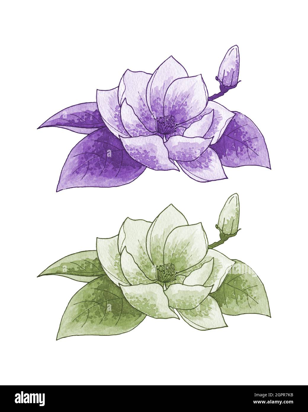 Ensemble de lys lotus, monochrome, contour, aquarelle stylisée dessin à la main, isolé, fond blanc. Illustration vectorielle Illustration de Vecteur