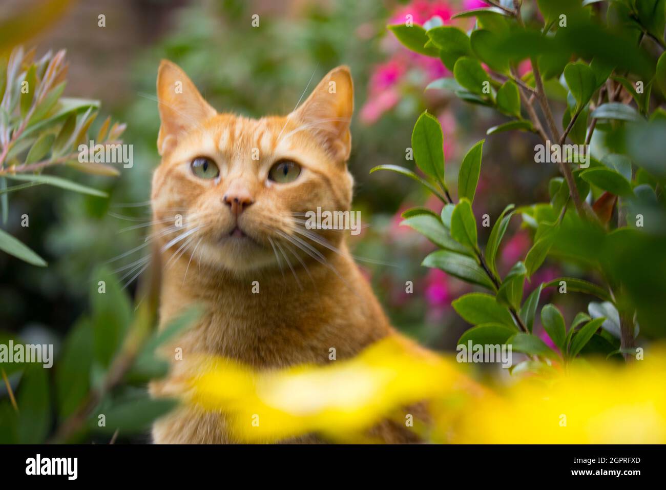 Chat rouge dans le jardin Banque D'Images