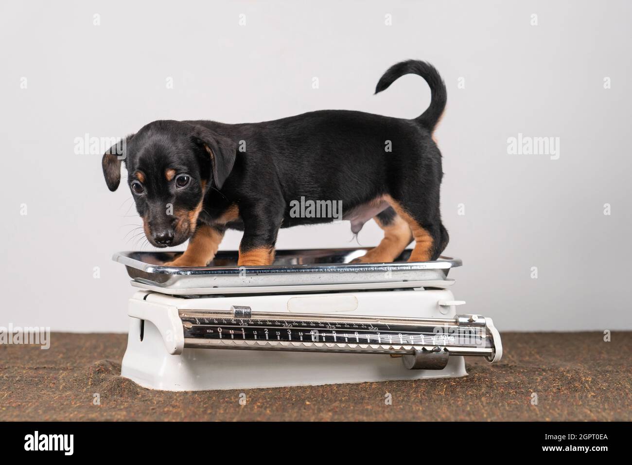 Un Portrait D Un Adorable Chien Jack Russel Terrier Le Chiot Est Debout Sur Une Balance De Bebe Isolee Sur Fond Blanc Photo Stock Alamy