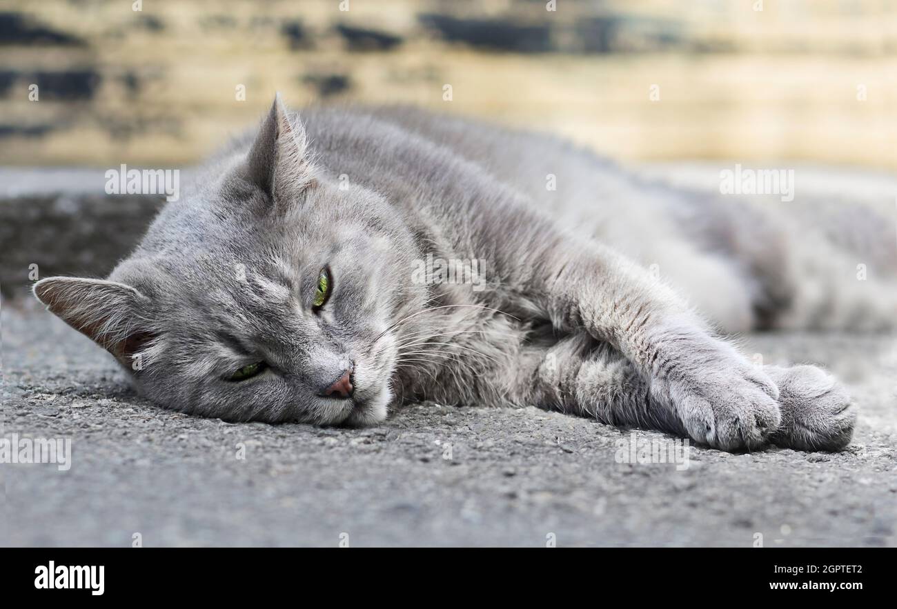 Portrait en gros plan de chat gris triste sans-abri couché sur le sol à l'extérieur. Concept social. Banque D'Images