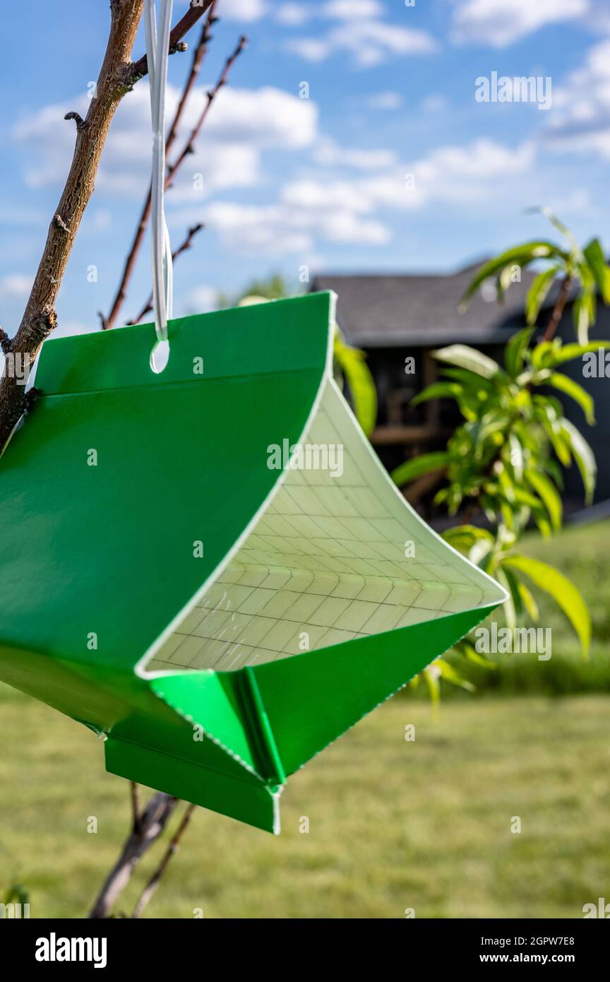 Piège collant de papillon de fruits avec leurre de phéromone pour surveiller les infestations d'insectes adultes Banque D'Images