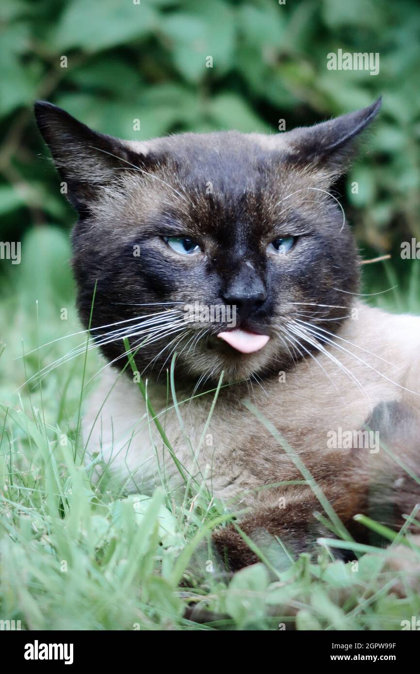 Chat Siamois Avec Sa Langue Dehors Photo Stock Alamy