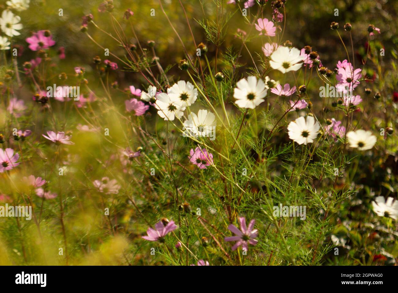 Image floue de fleurs cosmos et de branches d'asperges illuminées par le soleil. Banque D'Images