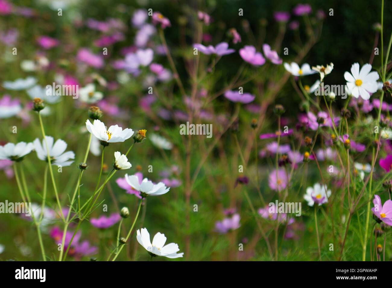 Image floue de fleurs cosmos et de branches d'asperges illuminées par le soleil. Banque D'Images