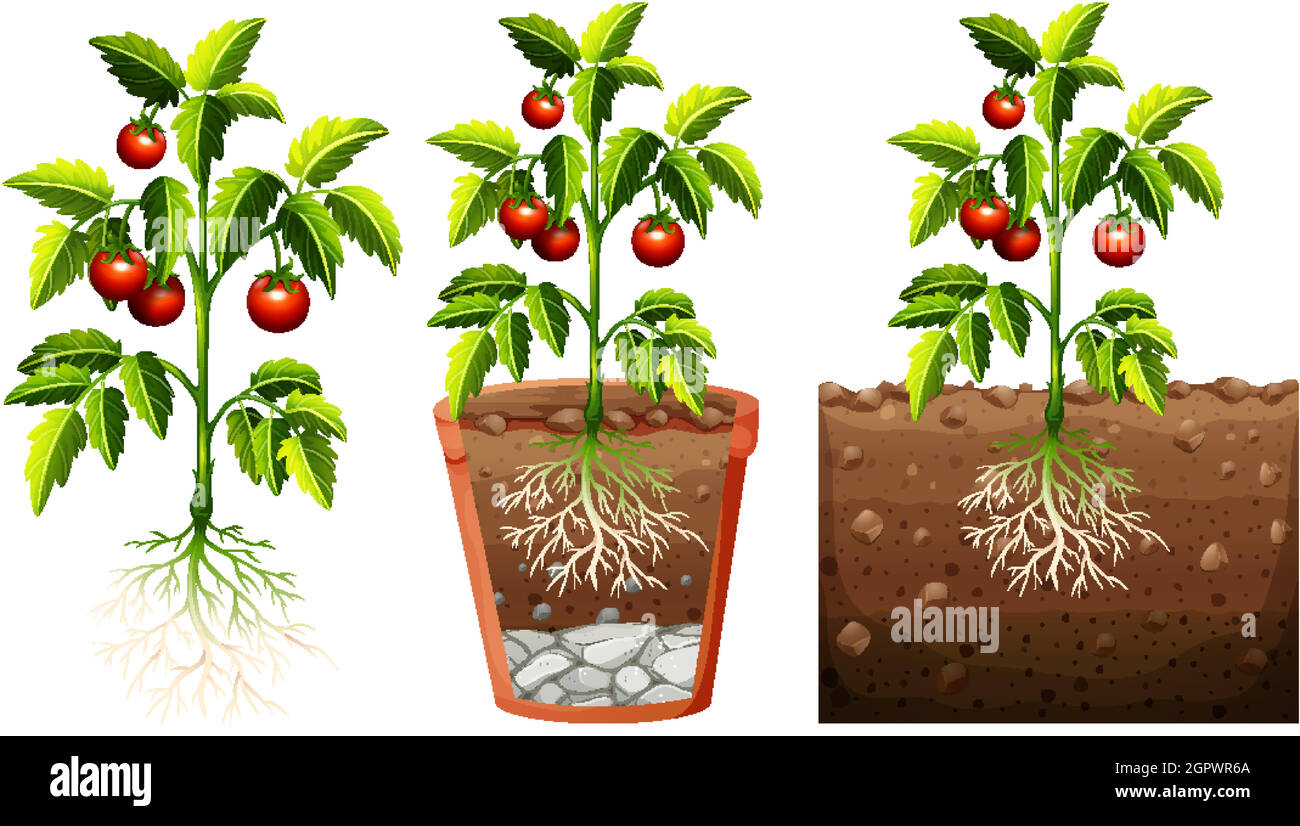 Ensemble de tomates plante avec des racines isolées sur fond blanc Illustration de Vecteur