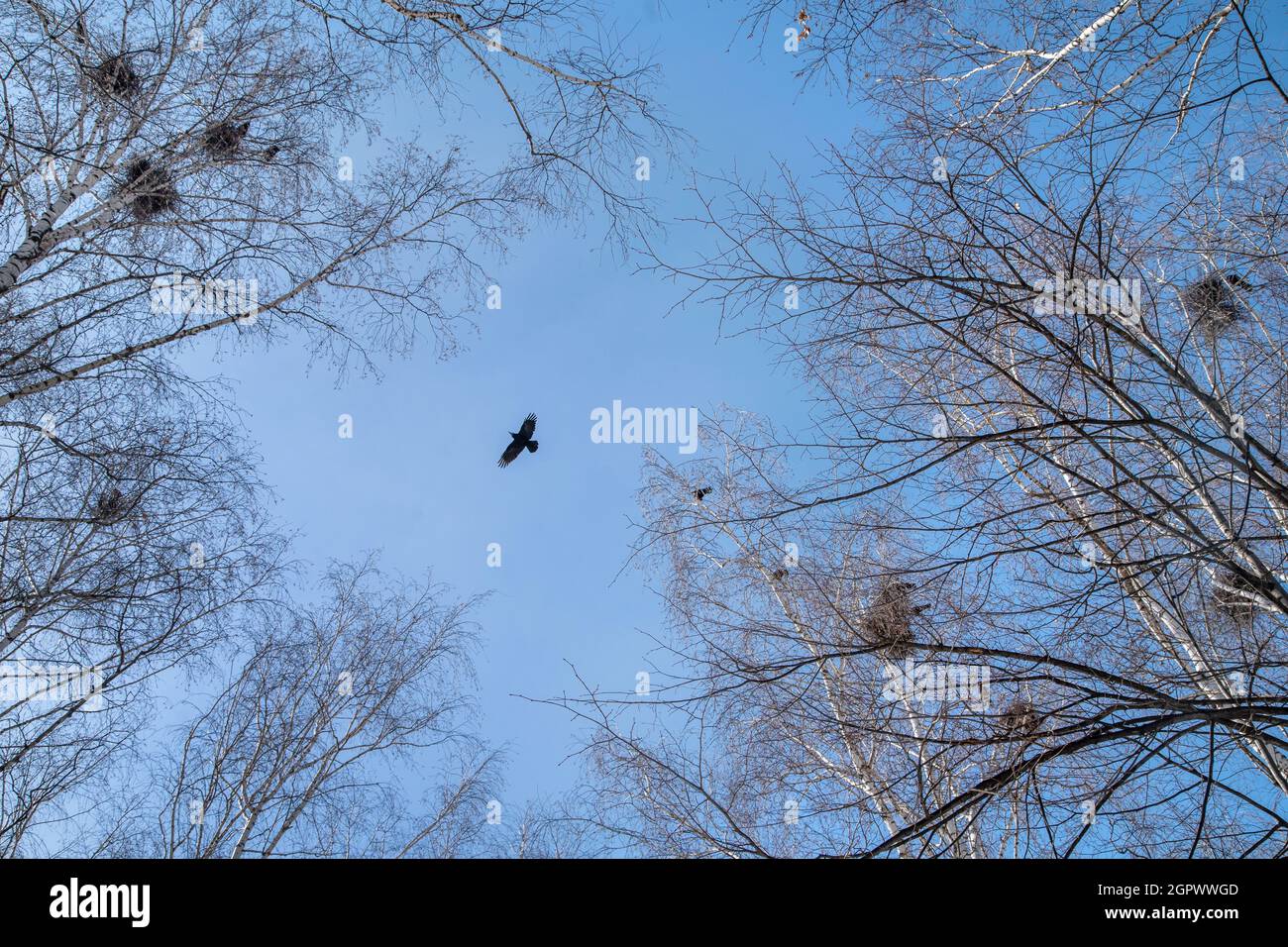 Tir à angle bas d'arbres avec nids d'oiseaux contre le ciel bleu au début du printemps Banque D'Images