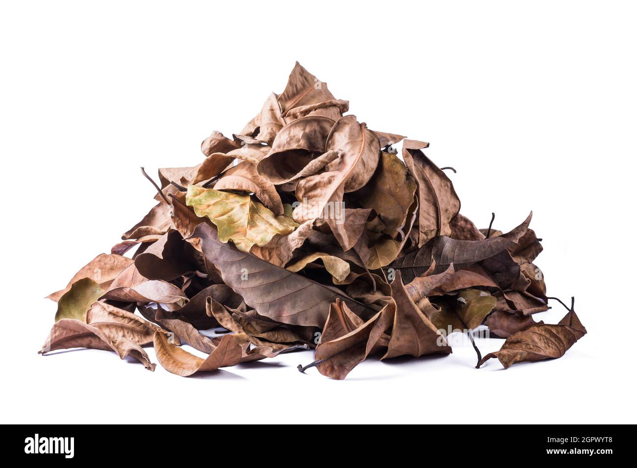 pile de feuilles d'arbre séchées, mortes, récoltées des feuilles mortes et décolorées isolées sur fond blanc Banque D'Images