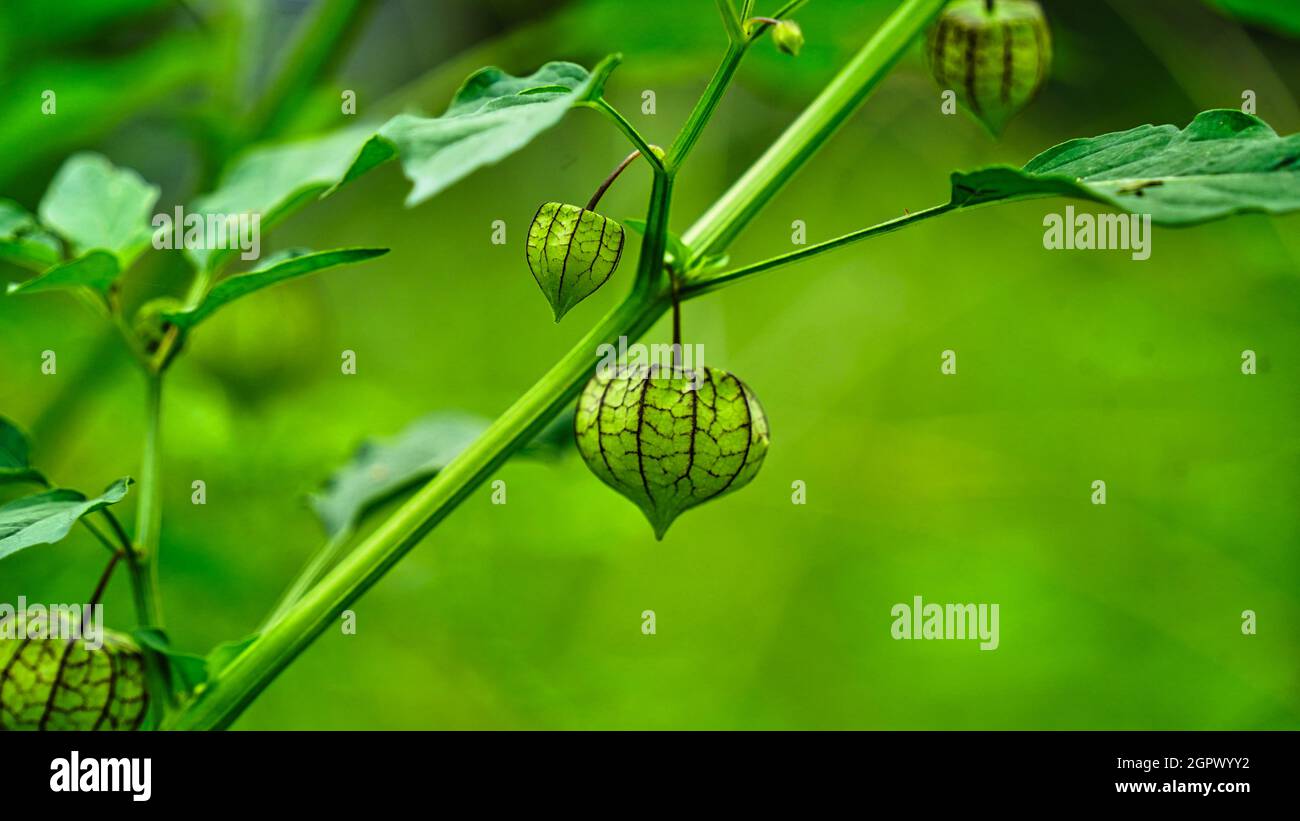 Baie de Cape ou baie dorée ou Physalis peruviana fruits verts non mûrs sur l'arbre dans le jardin. Banque D'Images