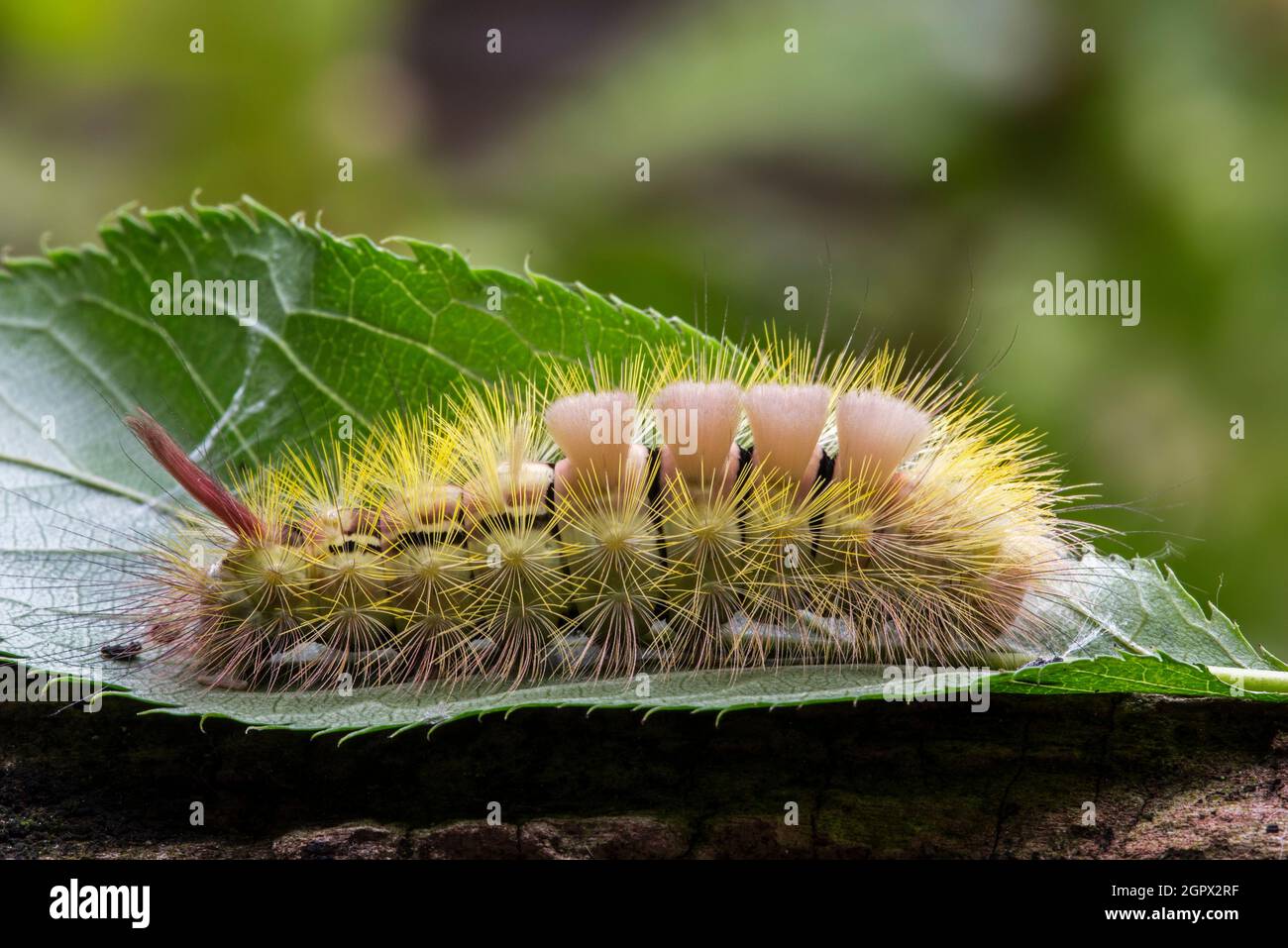 Chaussette de sécurité pâle (Calliteara pudibunda / Phalaena pudibunda) chenille colorée en forme jaune. Originaire d'Europe et d'Asie Banque D'Images