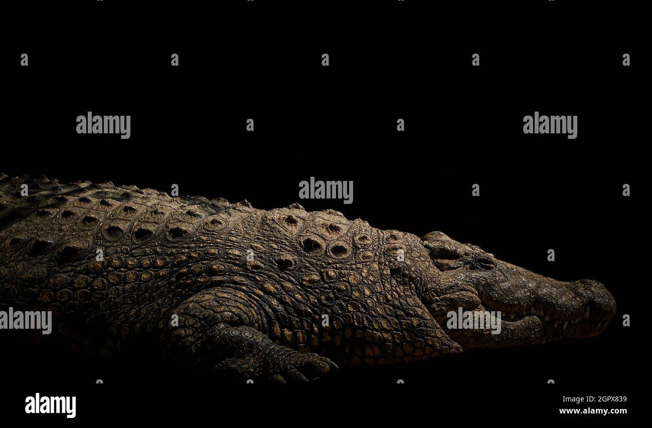 Vue latérale d'un crocodile du Nil isolé sur fond noir avec espace de copie. Banque D'Images