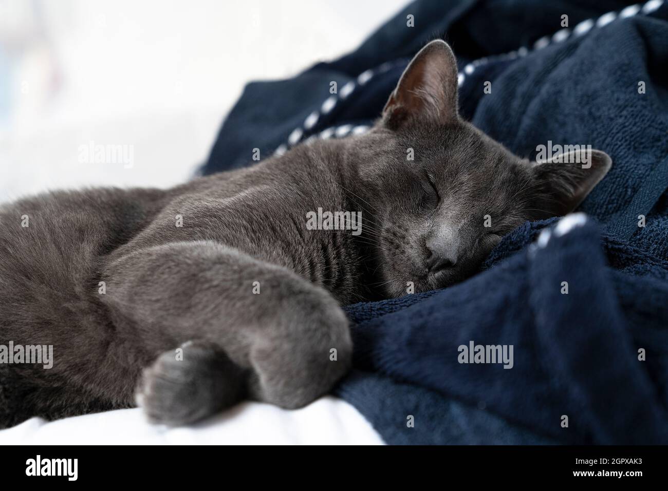 Un Chat Bleu Russe Gris Lazy Allonge Sur Un Lit Blanc Et Bleu Dormant Photo Stock Alamy