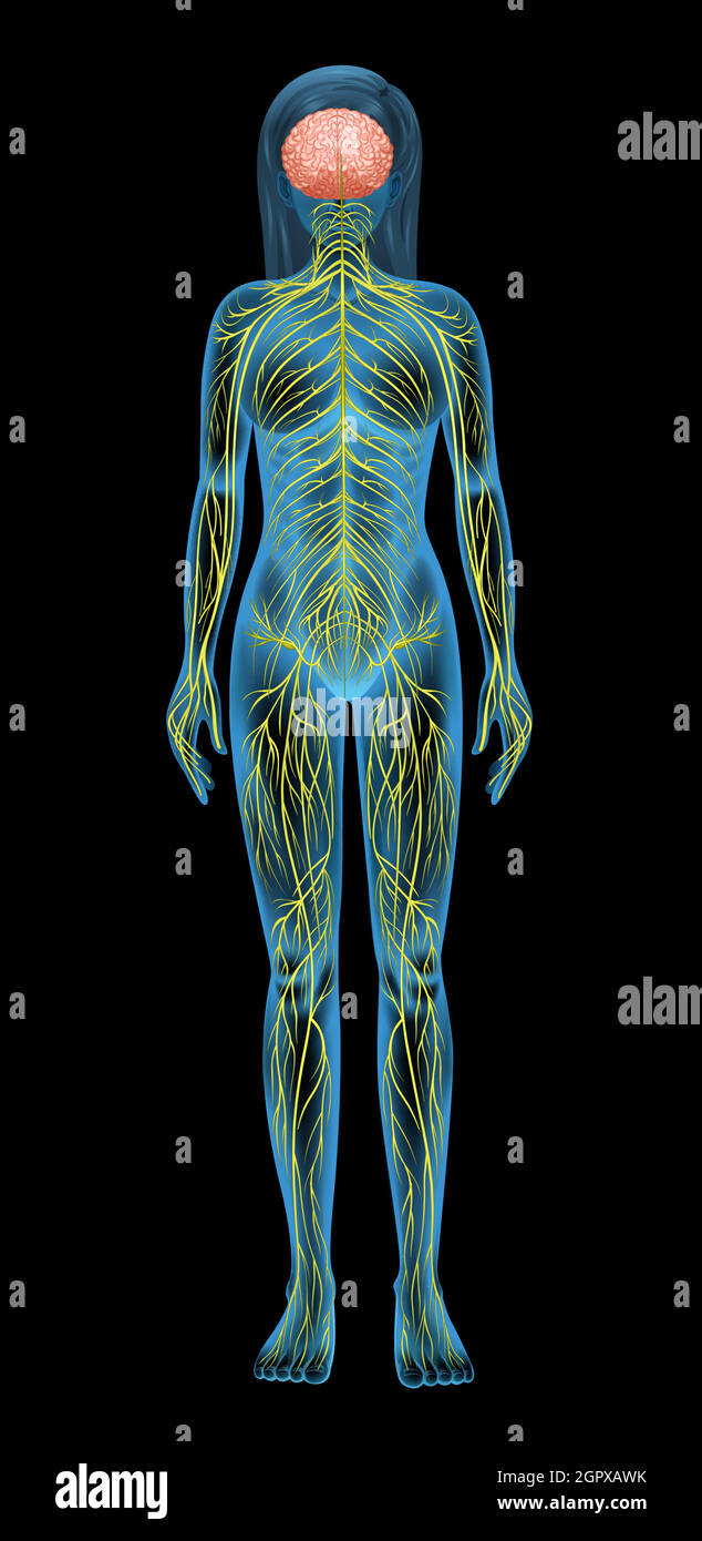 Système nerveux humain Illustration de Vecteur
