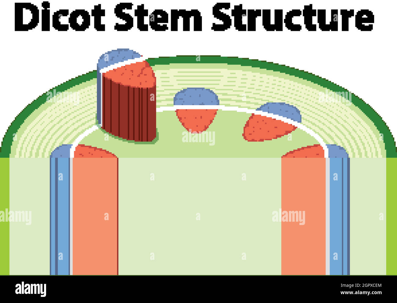 Schéma illustrant la structure de la tige de la dicot Illustration de Vecteur