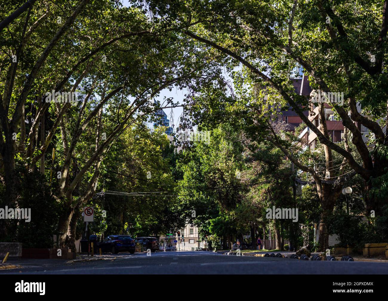 Route vide couverte d'arbres feuillus dans la zone urbaine de Santiago, Chili. Pas de circulation en ville pendant le concept de pandémie Banque D'Images