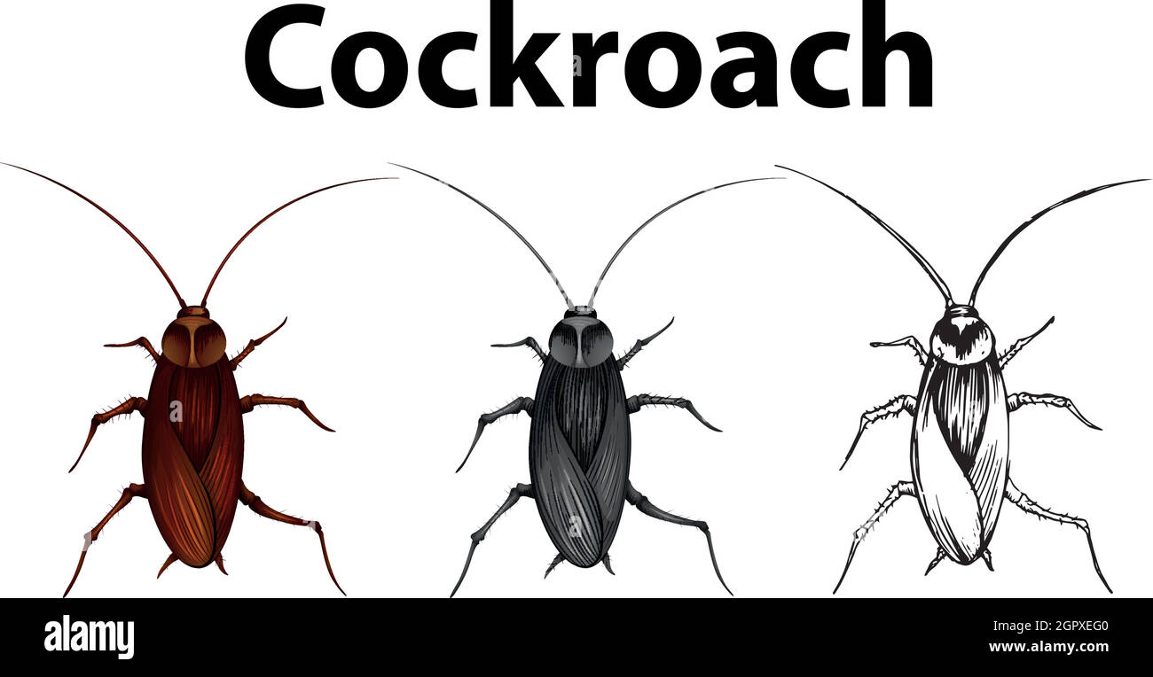 Cafard dans trois esquisses Illustration de Vecteur