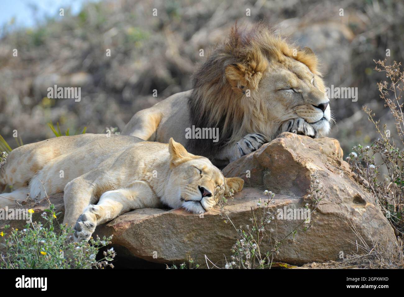 Lions mâles et femelles en sommeil Banque D'Images