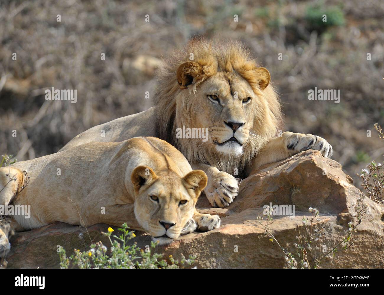 Les lions mâles et femelles Banque D'Images