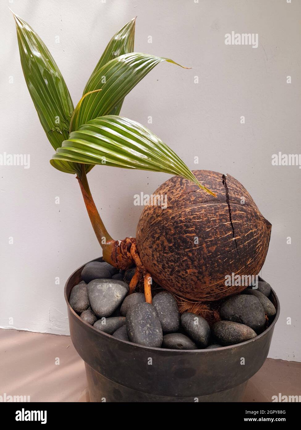Noix de coco Bonsai Photo Stock - Alamy