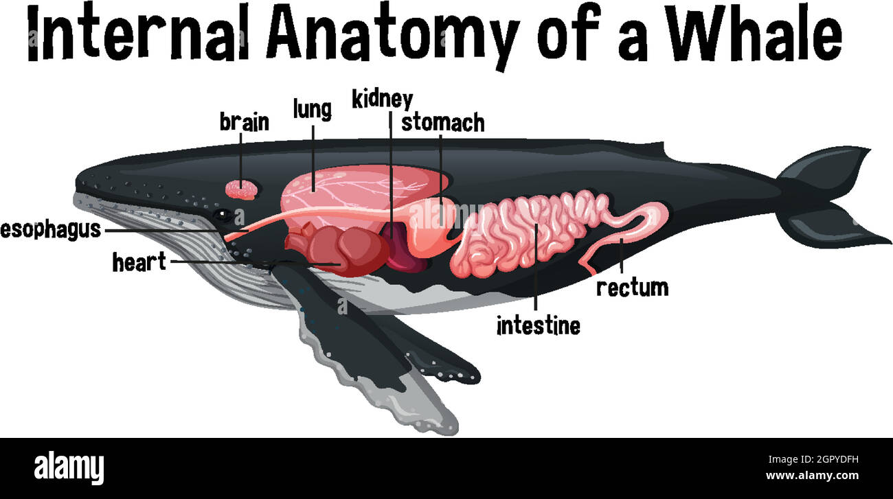 Anatomie interne d'une baleine avec étiquette Illustration de Vecteur