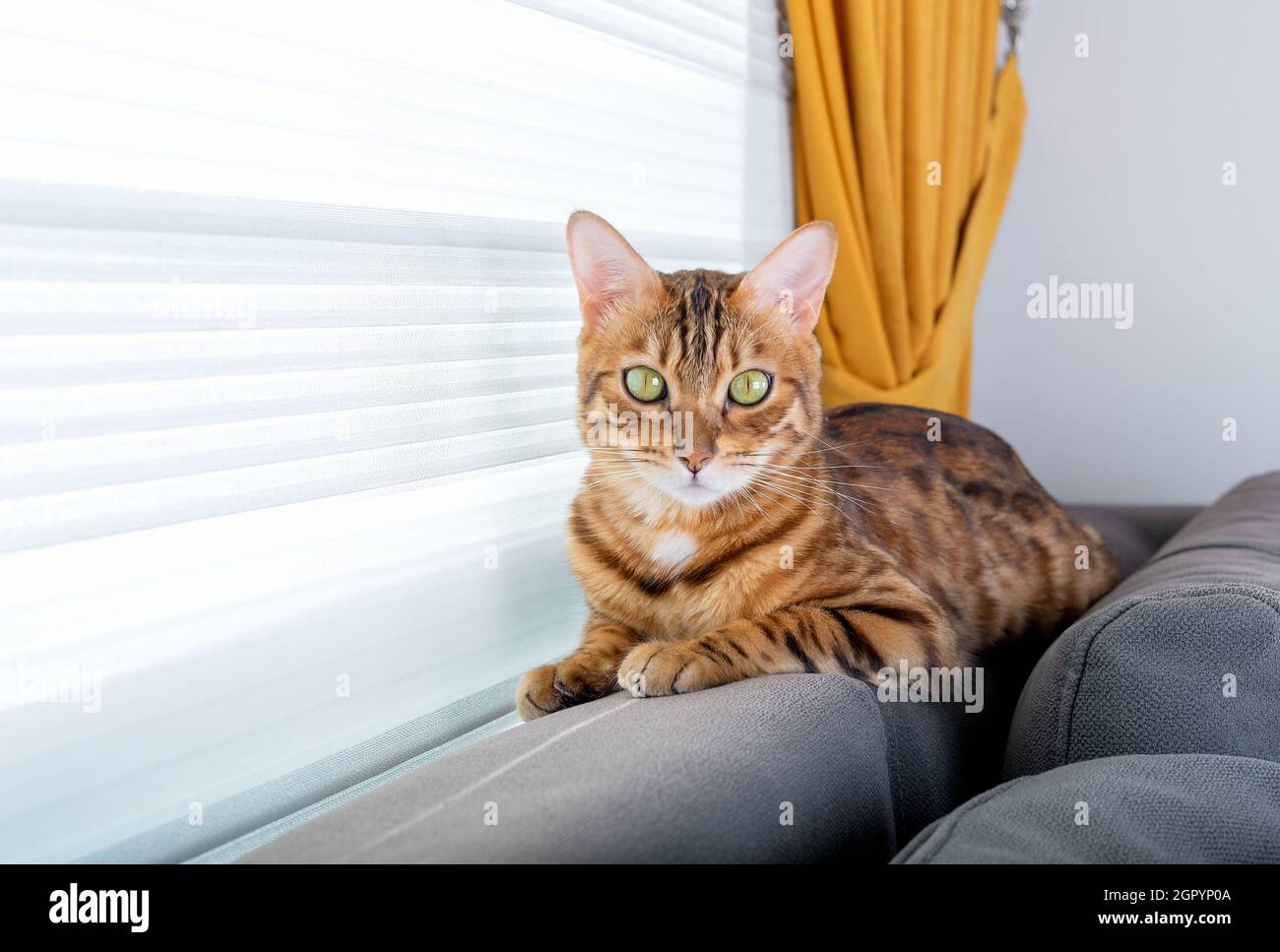 Un chat Bengale domestique se trouve à l'arrière du canapé dans la chambre près de la fenêtre. Banque D'Images