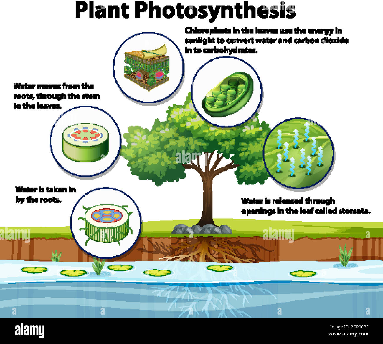 Diagramme montrant la photosynthèse des plantes Illustration de Vecteur