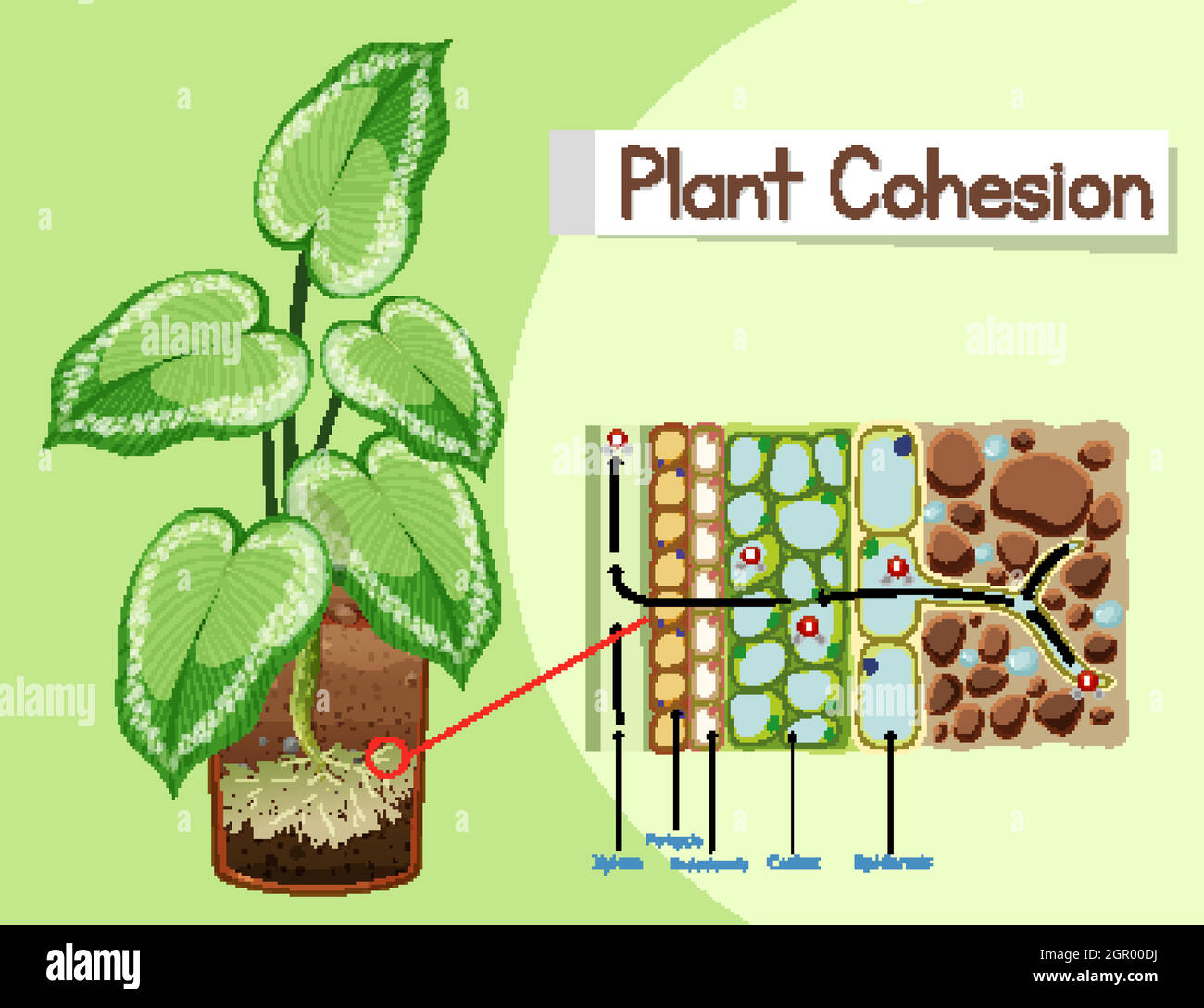 Schéma de la cohésion des plantes Illustration de Vecteur