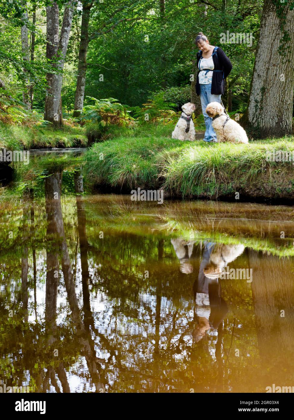 Femme avec deux chiens à côté du ruisseau dans la New Forest, Royaume-Uni Banque D'Images