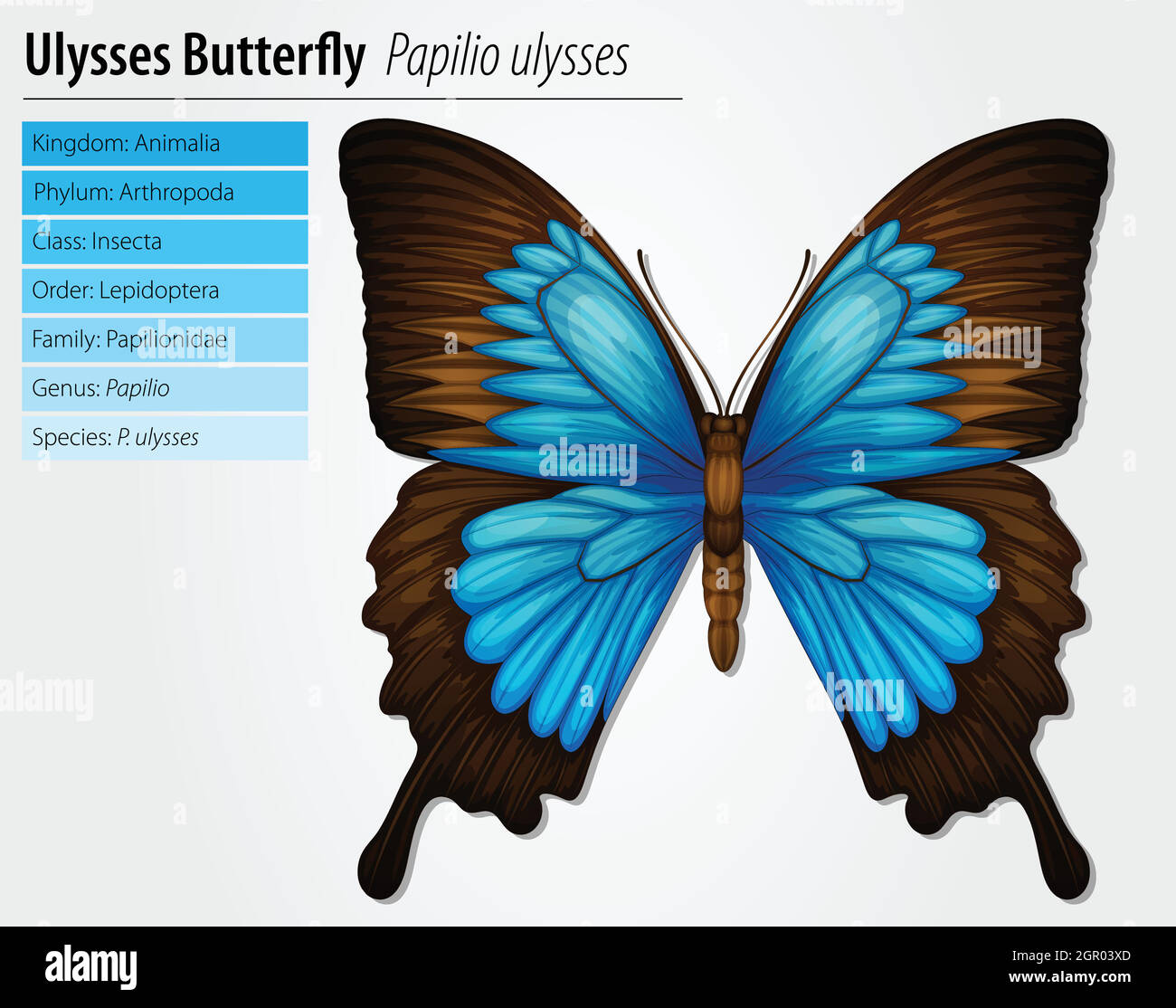 Blue Mountain Swallowtail Illustration de Vecteur