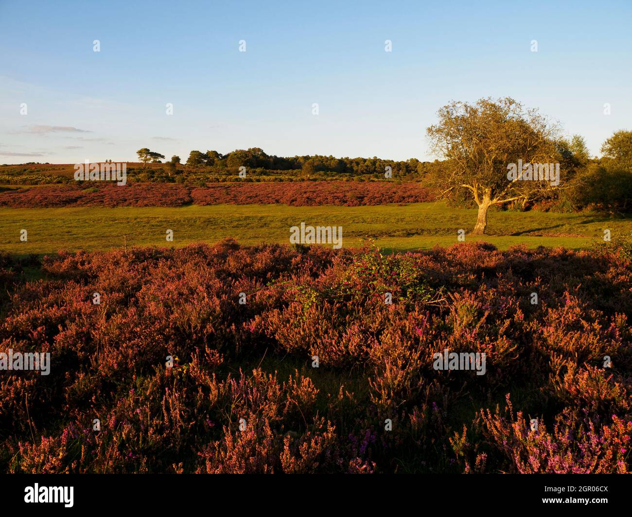 La bruyère d'automne sur la New Forest, Hampshire, Royaume-Uni Banque D'Images