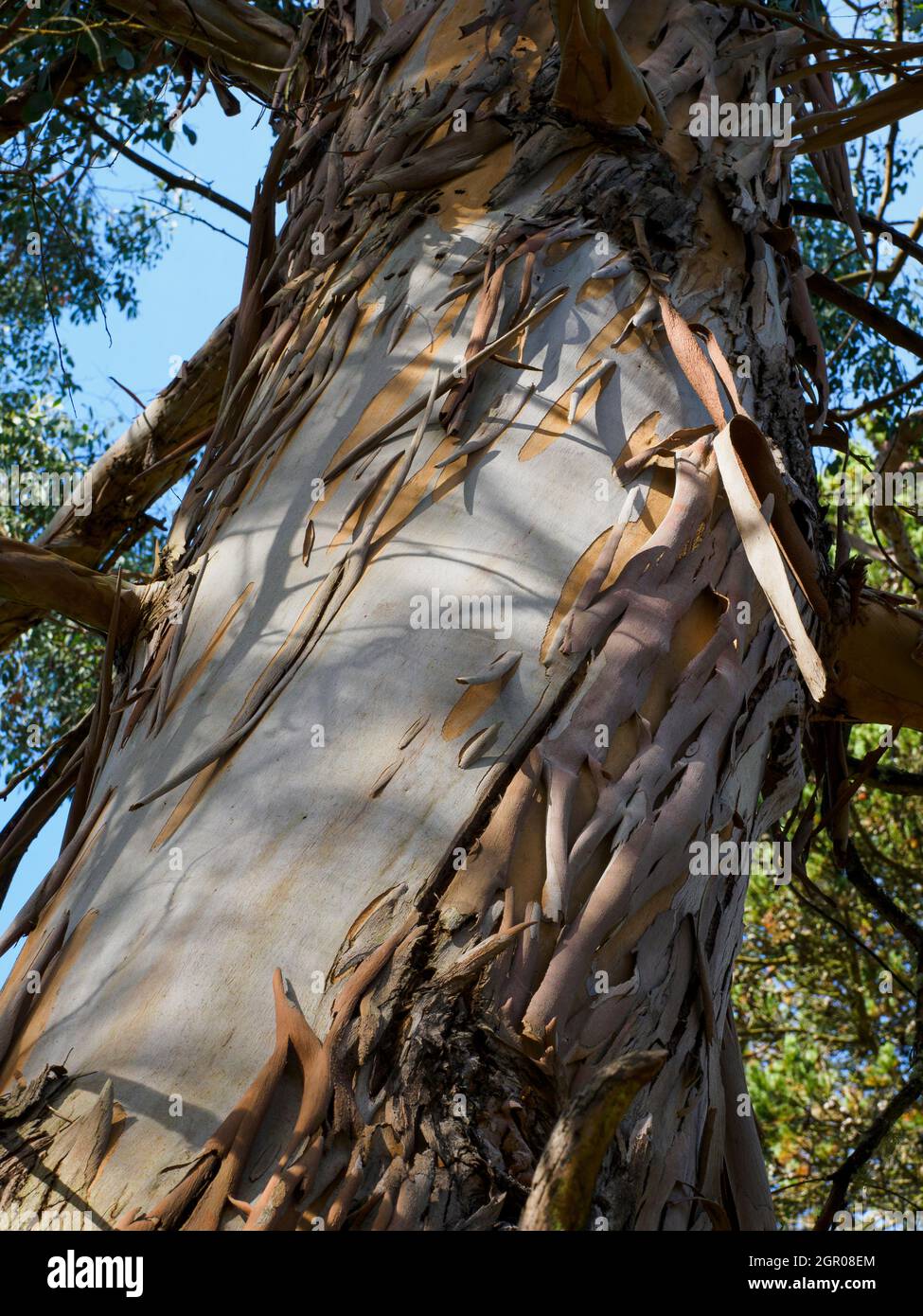 Eucalyptus gunnii, arbre de gomme de cidre. Banque D'Images