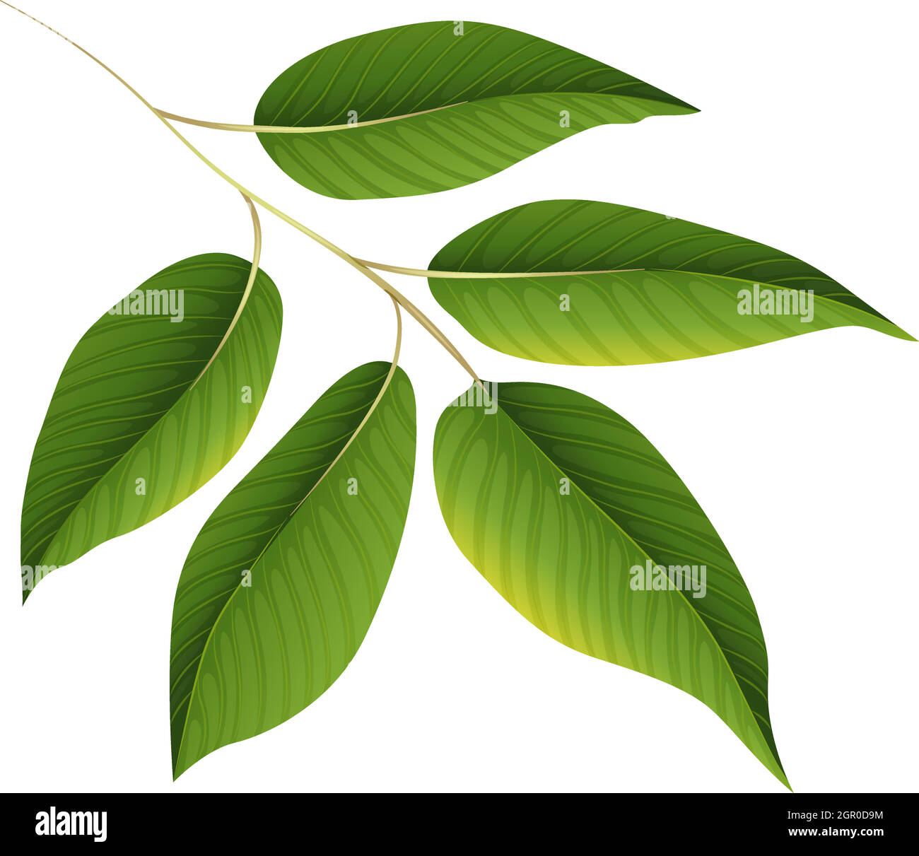 Une plante avec des feuilles vertes Illustration de Vecteur