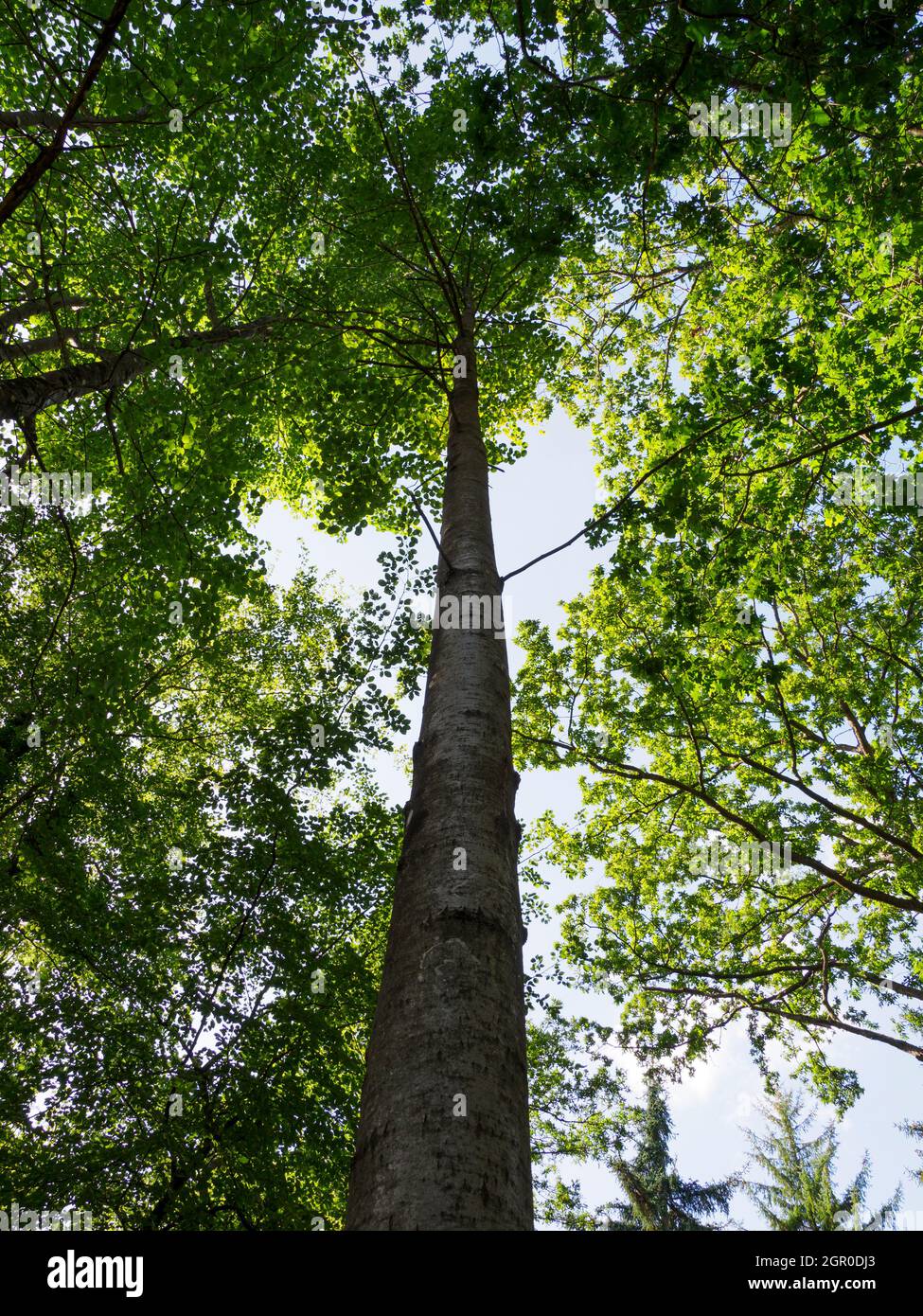 Populus tremula, peuplier faux-tremble. Banque D'Images
