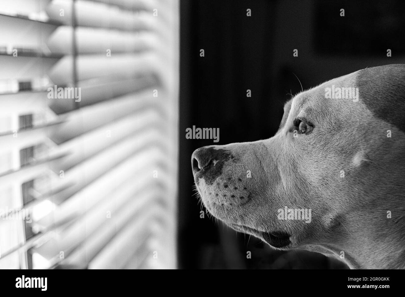 Gros plan d'un chien mixte (American Staffordshire Pit Bull Terrier et American Pit Bull Terrier) (Canis lupus familiaris) en regardant par la fenêtre Banque D'Images