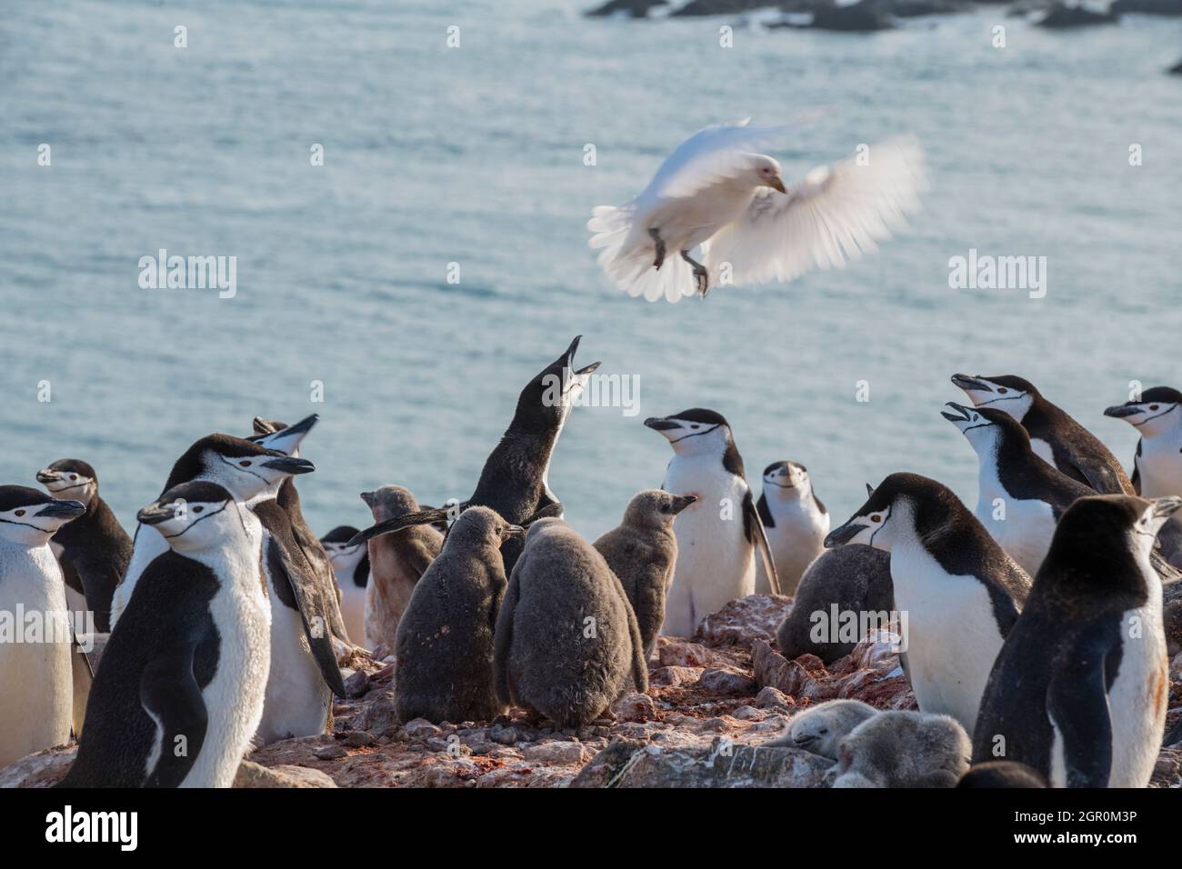 A group chinstrap penguin Banque de photographies et d'images à haute  résolution - Alamy
