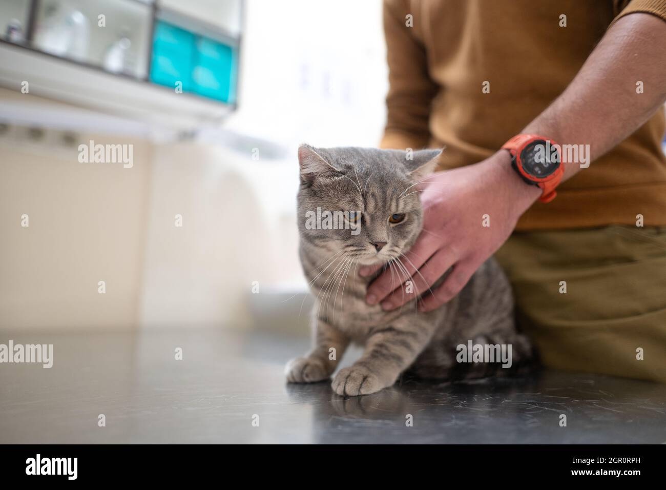 Propriétaire d'un chat dans un masque sur son visage et le apaise avant d'être examiné sur la table d'un médecin animal dans une clinique vétérinaire. Un homme se déchopine Banque D'Images