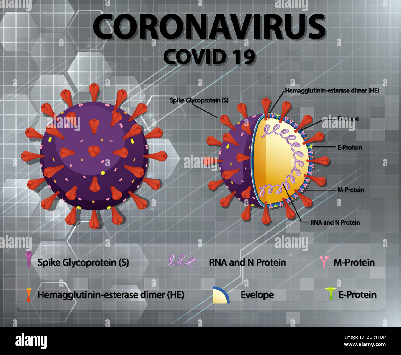 Schéma de la structure des particules du virus Corona Illustration de Vecteur