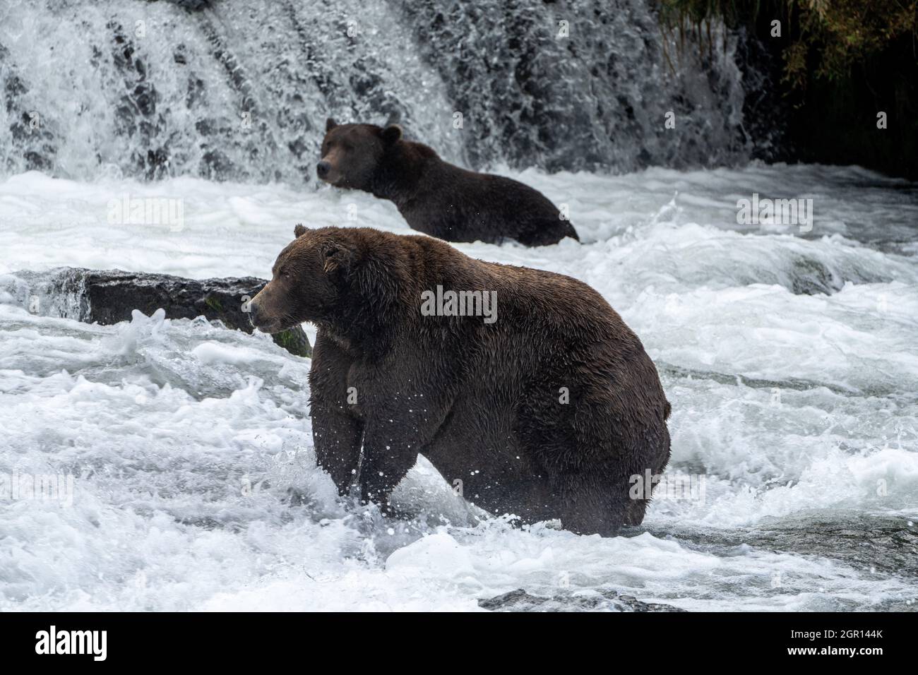 Un ours brun adulte connu sous le nom de 747 surveille un saumon sockeye aux chutes Brooks dans le parc national Katmai et préserve le 14 septembre 2021 près de King Salmon, en Alaska. Le parc organise le concours annuel d'ours gras pour décider quel ours a gagné le plus de poids pendant la saison d'alimentation estivale. Banque D'Images