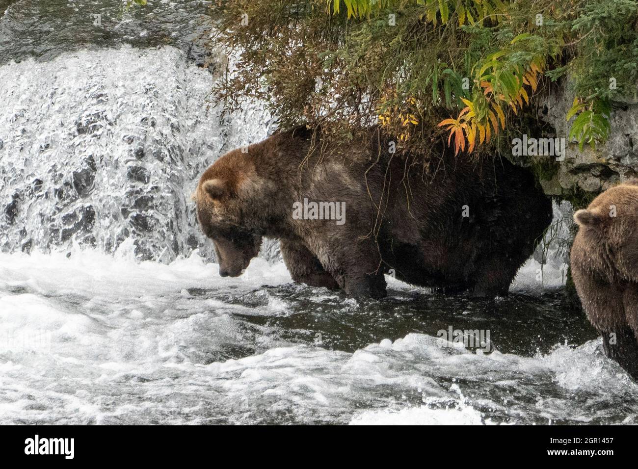 Un ours brun adulte connu sous le nom d'Otis 480 surveille un saumon sockeye aux chutes Brooks dans le parc national Katmai et conserve le 16 septembre 2021 près de King Salmon, en Alaska. Le parc organise le concours annuel d'ours gras pour décider quel ours a gagné le plus de poids pendant la saison d'alimentation estivale. Banque D'Images