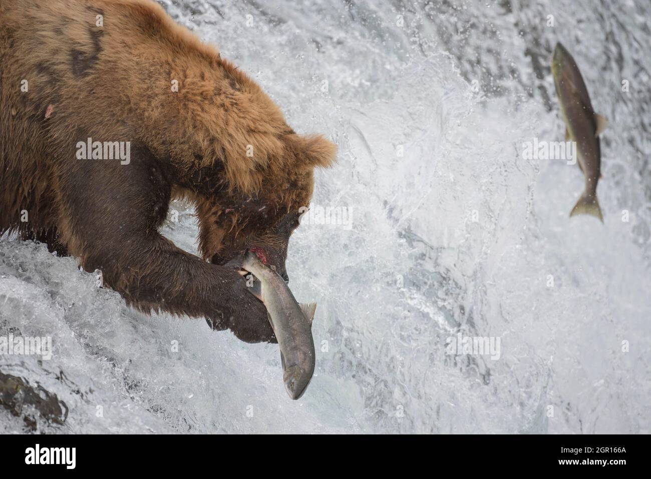 Un ours brun adulte, connu sous le nom de 775, capture un saumon sockeye aux chutes Brooks dans le parc national Katmai et conserve le 29 septembre 2021 près de King Salmon, en Alaska. Le parc organise le concours annuel d'ours gras pour décider quel ours a gagné le plus de poids pendant la saison d'alimentation estivale. Banque D'Images