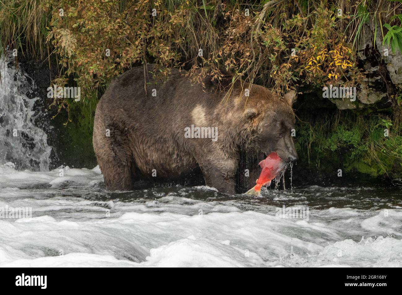 Un ours brun adulte connu sous le nom d'Otis 480 capture un saumon sockeye aux chutes Brooks, dans le parc national Katmai, et conserve le 16 septembre 2021 près de King Salmon, en Alaska. Le parc organise le concours annuel d'ours gras pour décider quel ours a gagné le plus de poids pendant la saison d'alimentation estivale. Banque D'Images