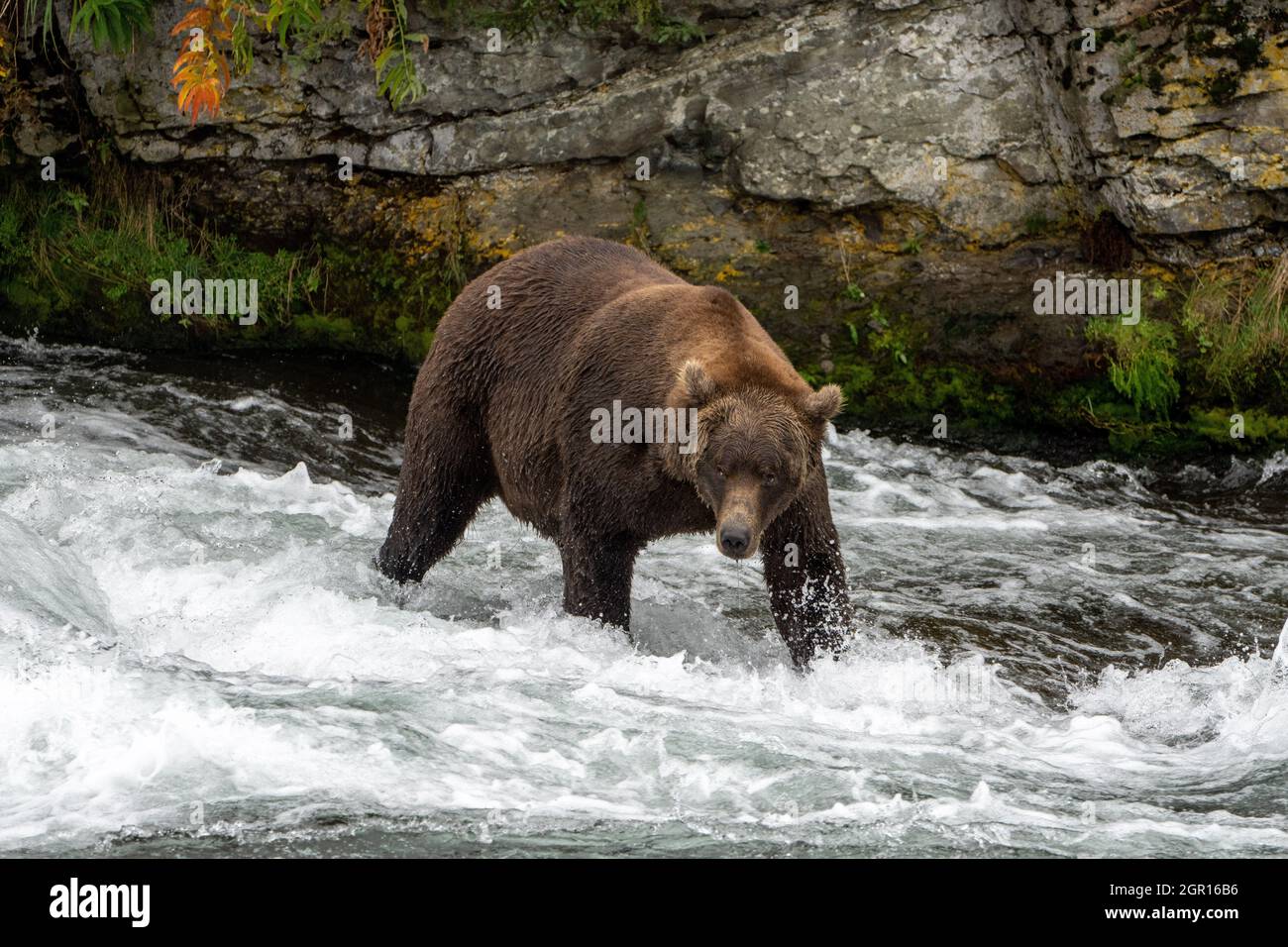 Un ours brun adulte, connu sous le nom de 503, cherche un saumon sockeye aux chutes Brooks, dans le parc national Katmai, et conserve le 16 septembre 2021 près de King Salmon, en Alaska. Le parc organise le concours annuel d'ours gras pour décider quel ours a gagné le plus de poids pendant la saison d'alimentation estivale. Banque D'Images