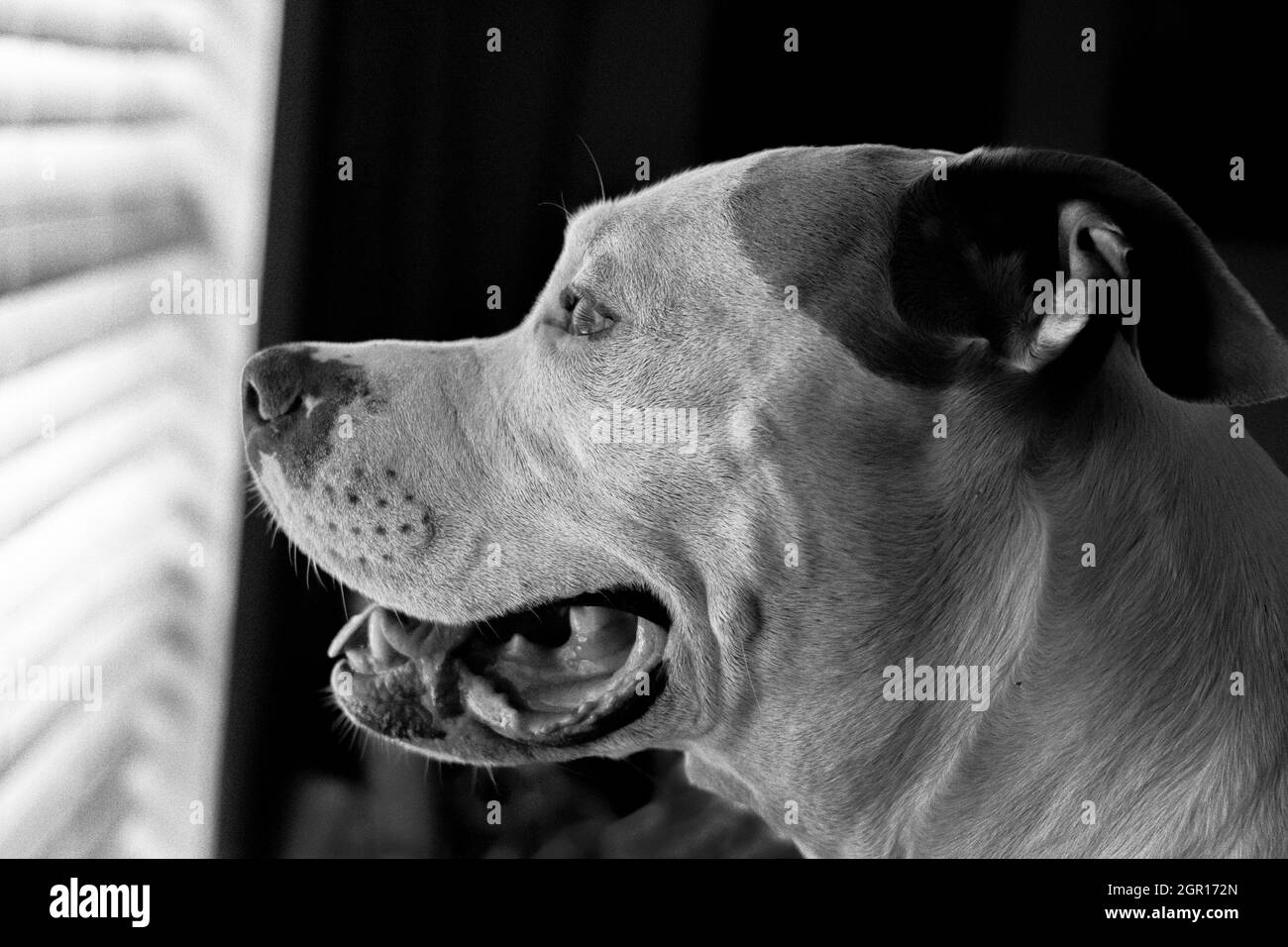 Gros plan d'un chien mixte (American Staffordshire Pit Bull Terrier et American Pit Bull Terrier) (Canis lupus familiaris) en regardant par la fenêtre Banque D'Images