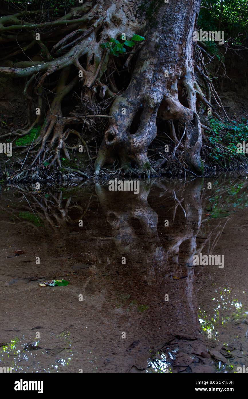 Un arbre rototé qui se reflète dans Une piscine d'eau Banque D'Images