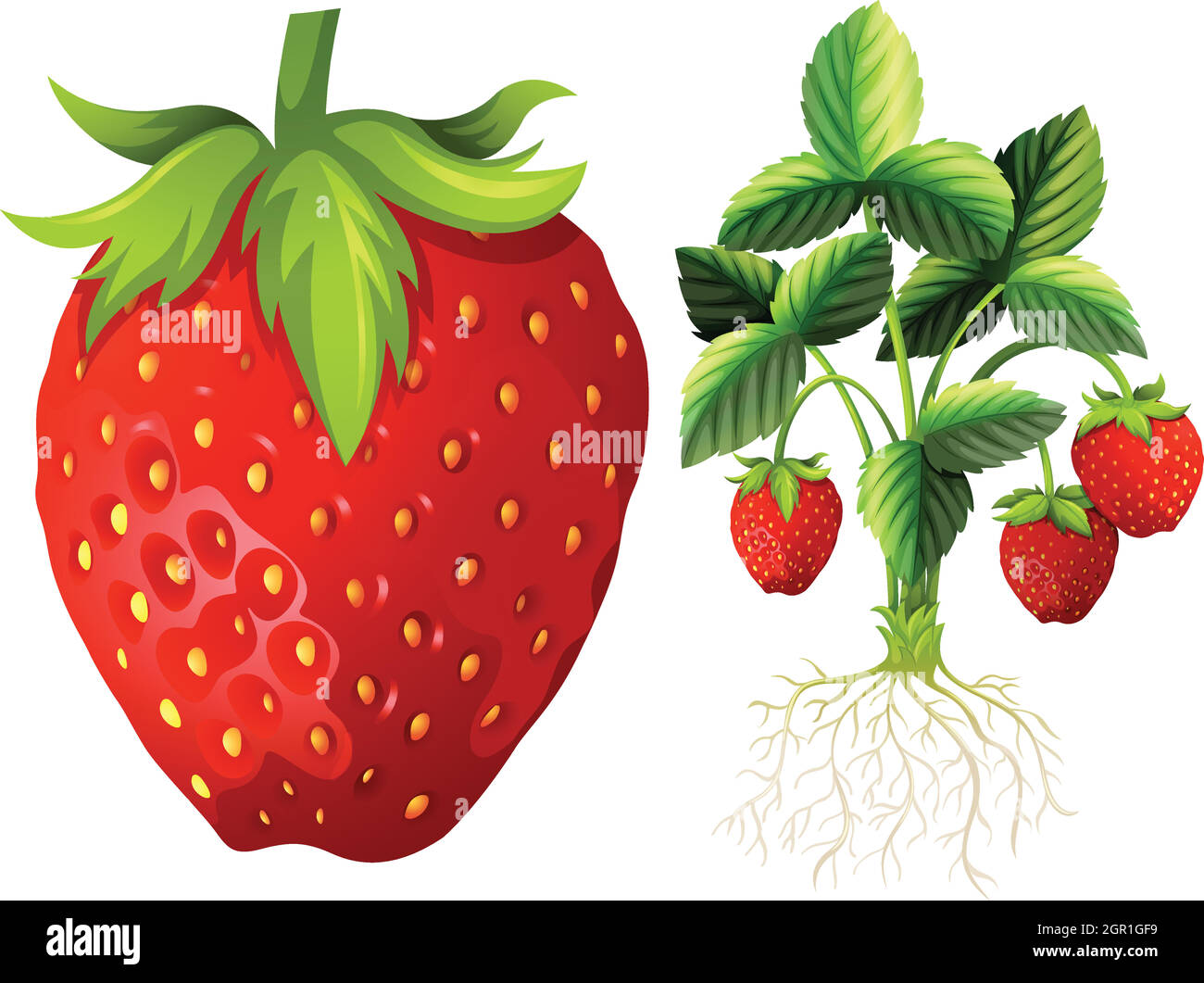 Fraise et plante de fraise Illustration de Vecteur