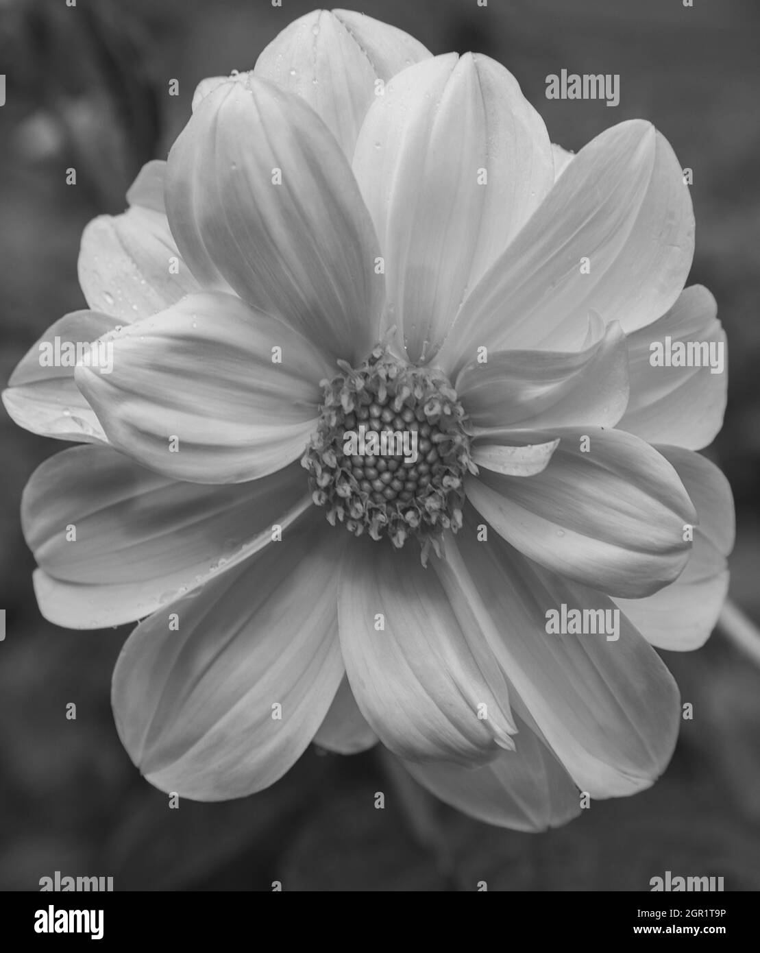 L'échelle de gris d'une belle fleur de dahlia fleurit dans un jardin Banque D'Images L'échelle de gris d'une belle fleur de dahlia fleurit dans un jardin Banque D'Images