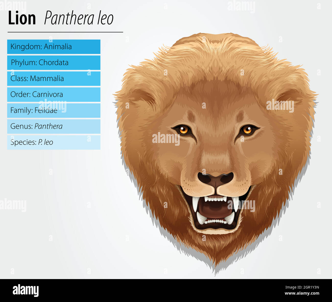 Illustration Lion Illustration de Vecteur