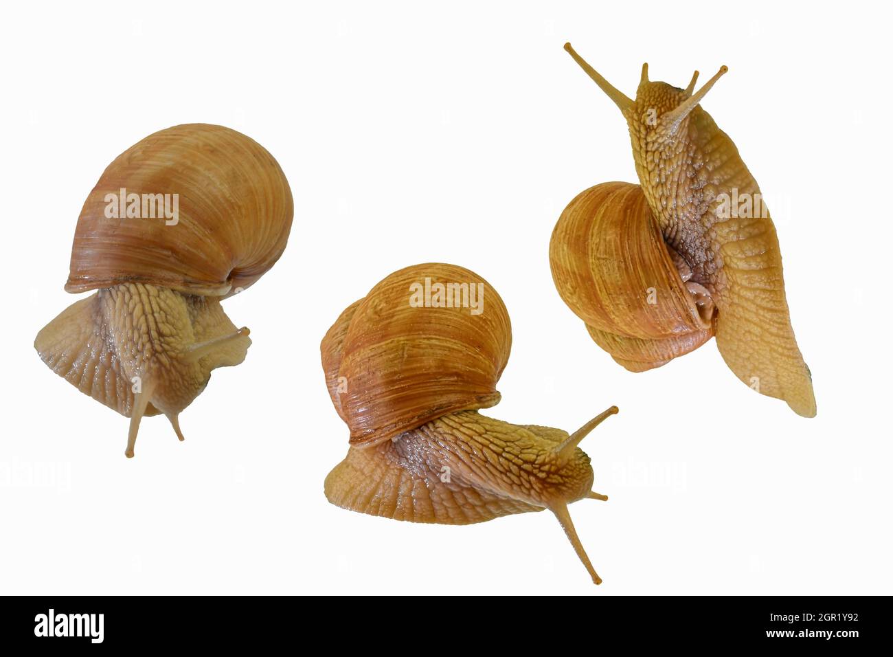 Ensemble de trois escargots rampant sur fond blanc. Helix pomatia, collection de trois escargots isolés sur fond blanc, vue latérale et directement au-dessus Banque D'Images