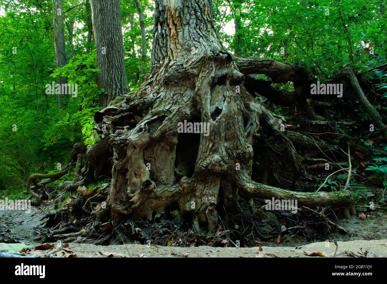 Racines massives d'arbre sur le bord d'Une crique Banque D'Images