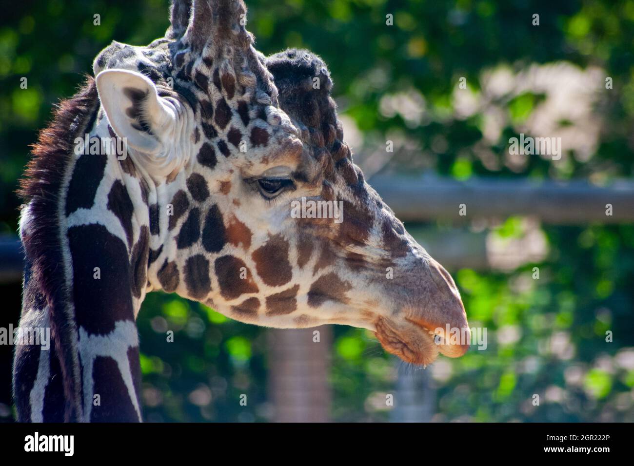 Une girafe tournant sa tête - Giraffa camelopardalis Banque D'Images