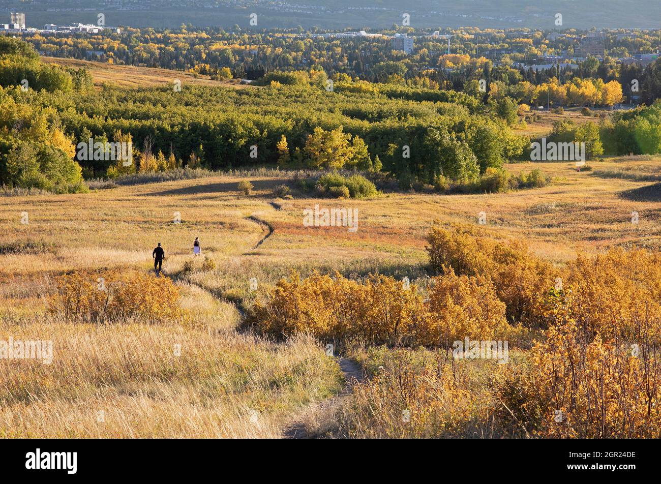 Homme et femme marchant le long d'un sentier à travers la prairie jusqu'à une petite forêt dans le parc naturel Nose Hill, saison d'automne Banque D'Images